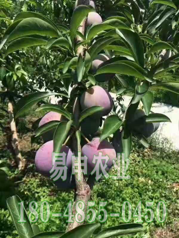 枇杷果树的管理技术,枇杷果树修剪技术视频