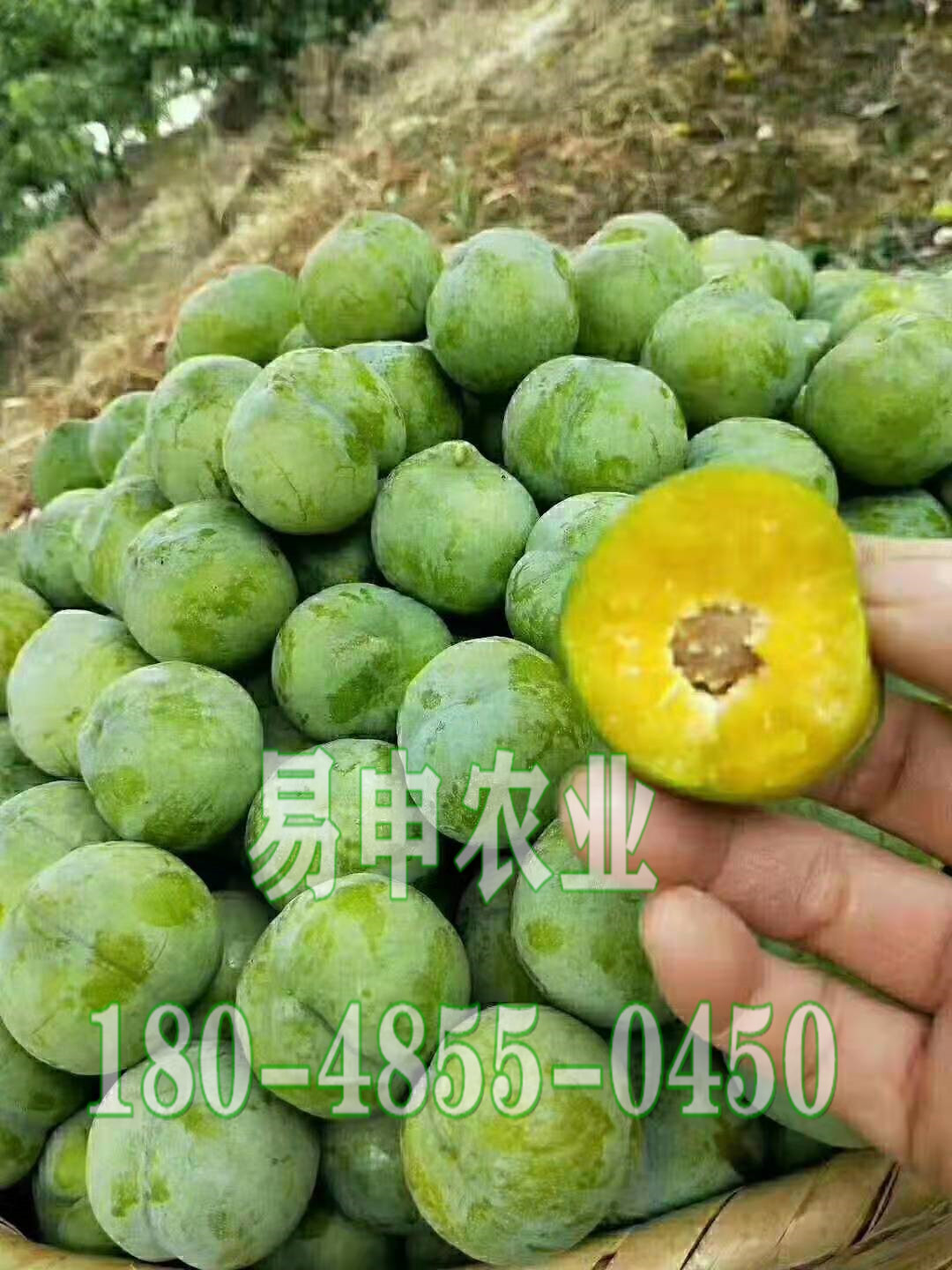 青脆李子树苗价格,红河声名远扬青脆李子树苗价格