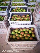 重庆奉节玉露香梨苗、重庆奉节玉露香梨苗新品种图片