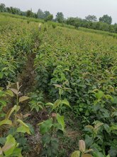 重庆梁平玉露香梨苗、重庆梁平玉露香梨苗批发基地图片