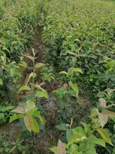 重庆黔江玉露香梨苗、重庆黔江玉露香梨苗批发基地图片