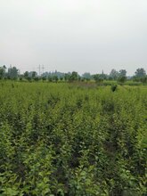 四川早酥红梨树苗,四川早酥红梨树苗报价图片