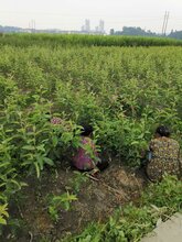 重庆长寿早酥红梨苗,重庆长寿早酥红梨苗种植技术图片