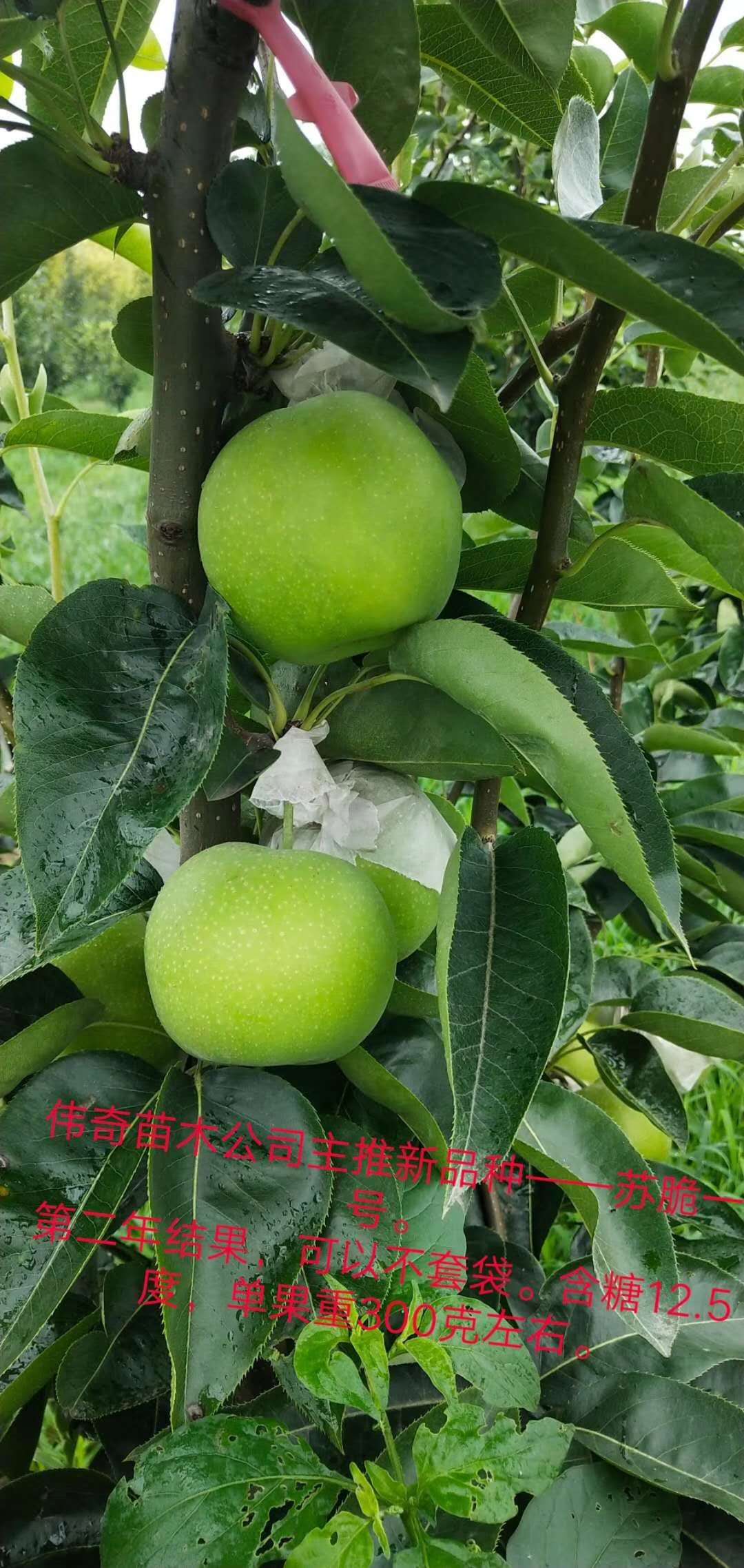 重庆合川梨苗,重庆合川苏翠一号梨树苗货源
