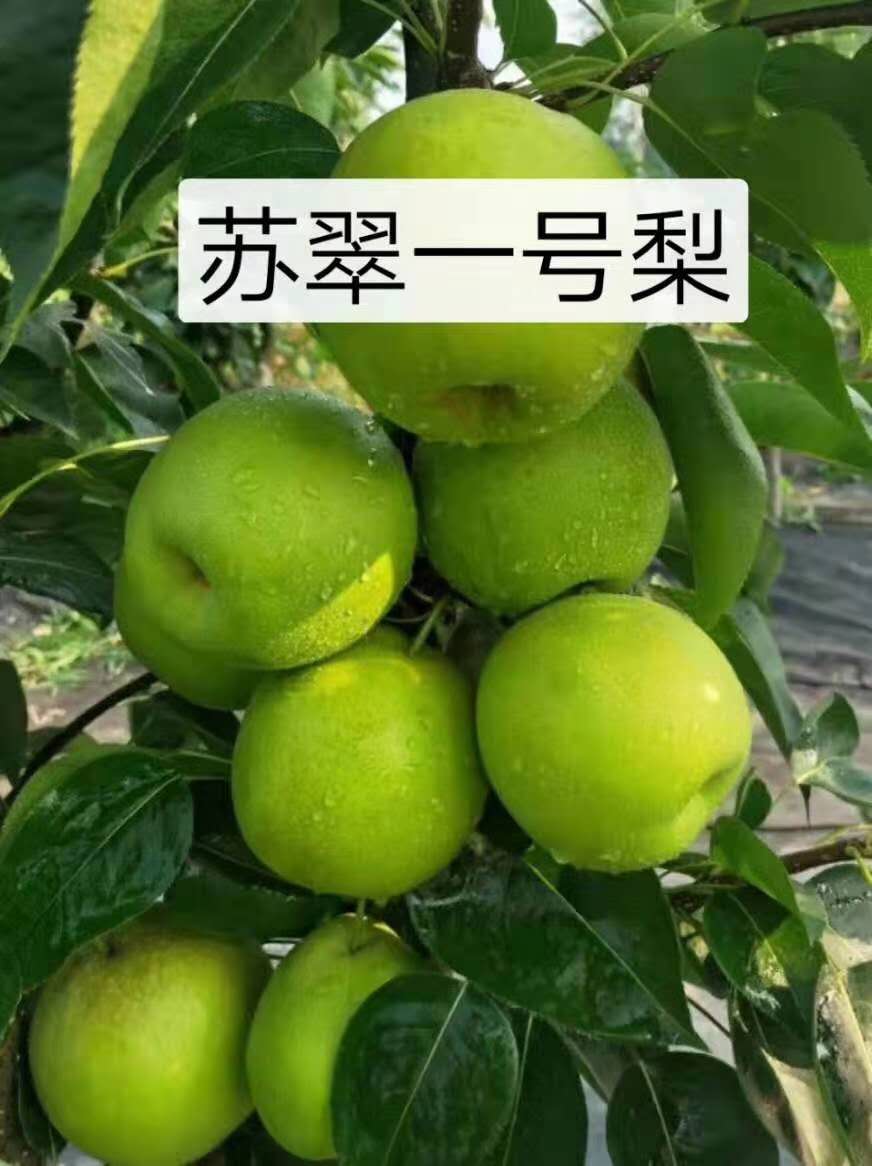 重庆合川梨苗,重庆合川苏翠一号梨树苗货源