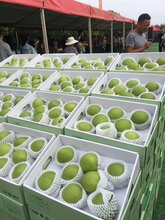 重庆丰都梨树苗,重庆丰都苏翠一号梨子树苗种植技术图片