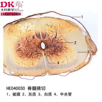 脊髓横切生物切片标本中小学