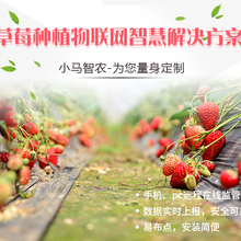 小马智农自动化物联网智慧农业草莓种植物联网智慧解决方案