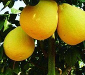 梅州金柚今日价格，现在梅州沙田柚多少钱一斤了？