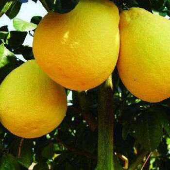 梅州金柚沙田柚哪里能买到好吃的，梅州金柚哪个牌子比较