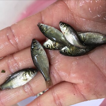 廣州放生魚(yú)苗批發(fā)
