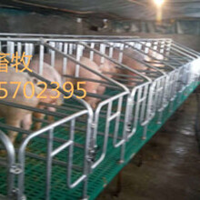 热镀锌定位栏猪用限位栏2.27亨亚现货供应