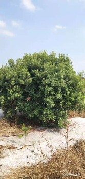 贵州从事杨梅树质量优良2米-4米杨梅树