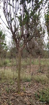 湖北7公分紫薇種植基地價(jià)格實(shí)惠
