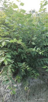 欒樹小苗供貨商質(zhì)量優(yōu)良木欒