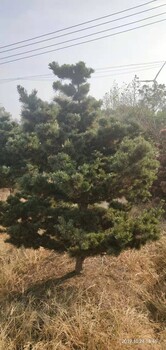 貴州五針松種植方法
