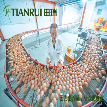 河南自动化养鸡设备厂家田瑞牧业