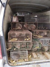 永州長尾竹鼠種苗特種養殖場圖片