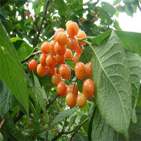 6公分美早櫻桃樹有賣|龍巖