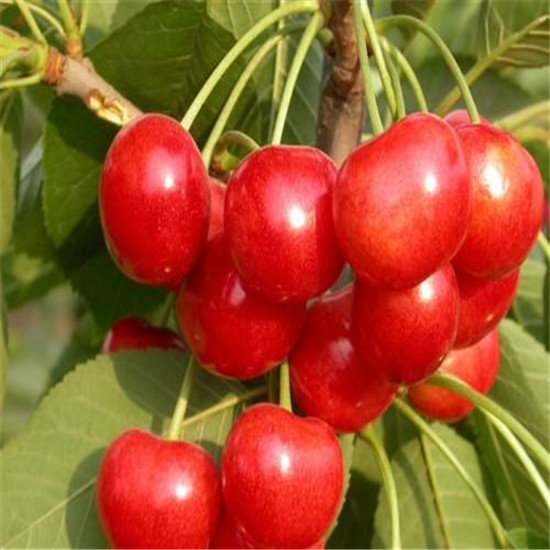 6公分美早櫻桃樹質(zhì)優(yōu)|商洛
