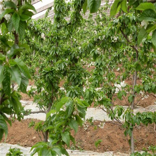 5公分美早櫻桃樹種植技術(shù)|福州