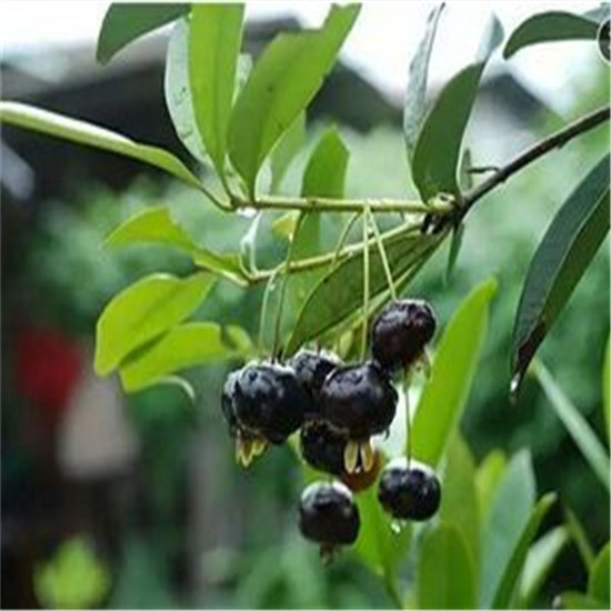 5公分美早櫻桃樹廠家供貨|金華