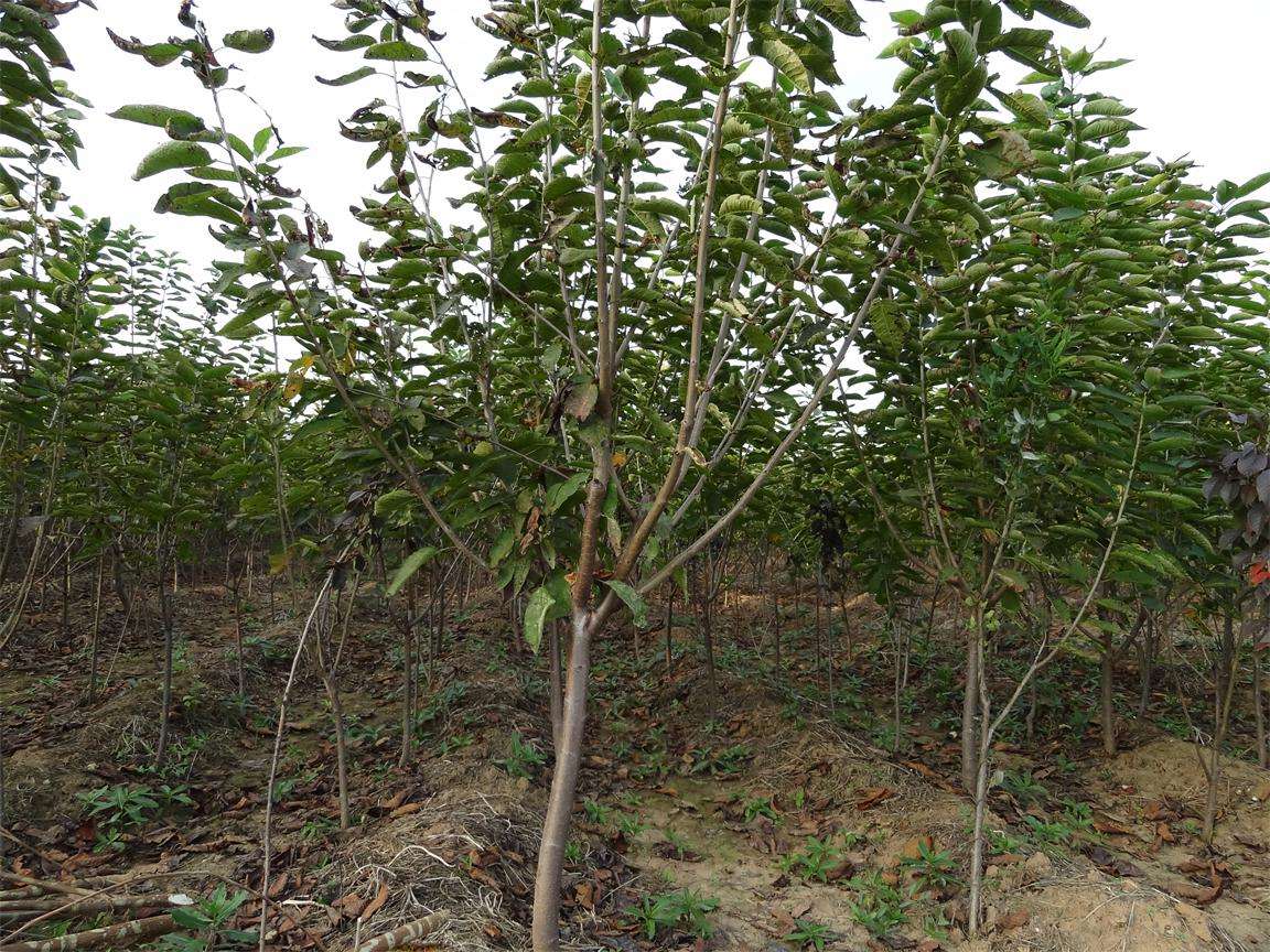 5公分美早櫻桃樹種植技術(shù)|福州