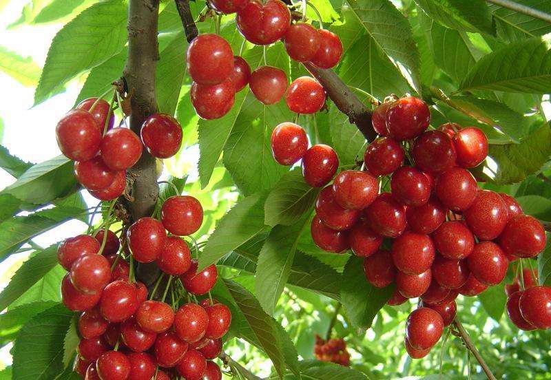 2公分美早櫻桃樹(shù)培育|朔州
