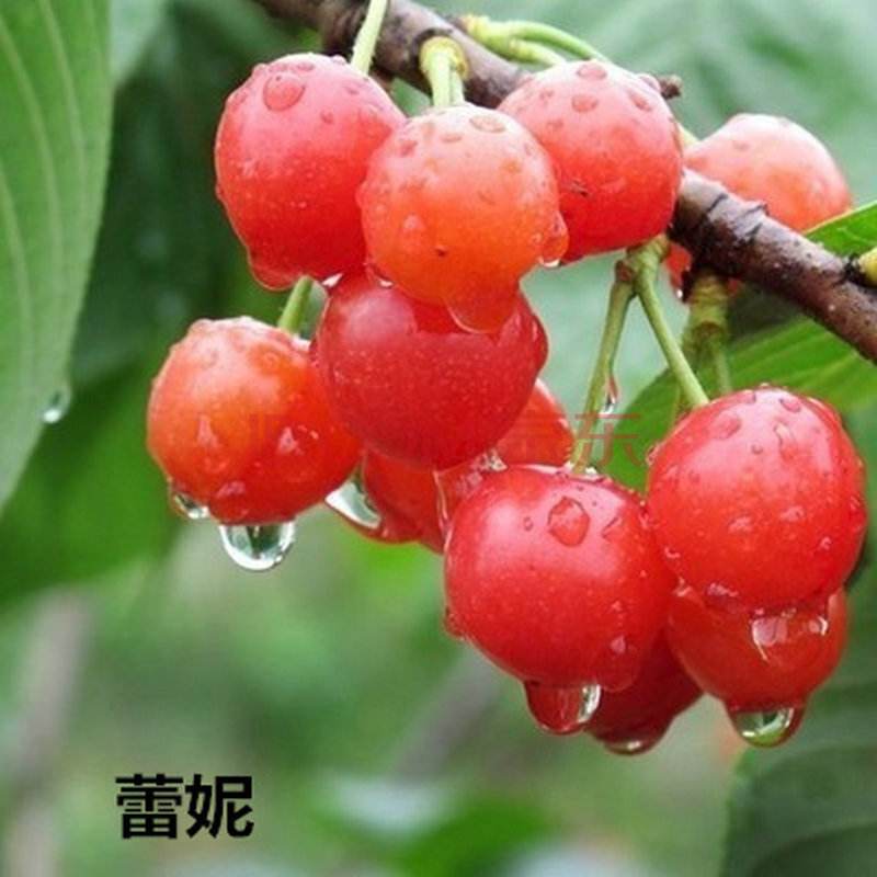 5公分美早櫻桃樹一畝地產(chǎn)量|撫順