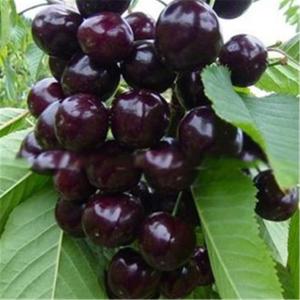 6公分美早櫻桃樹質(zhì)優(yōu)|商洛