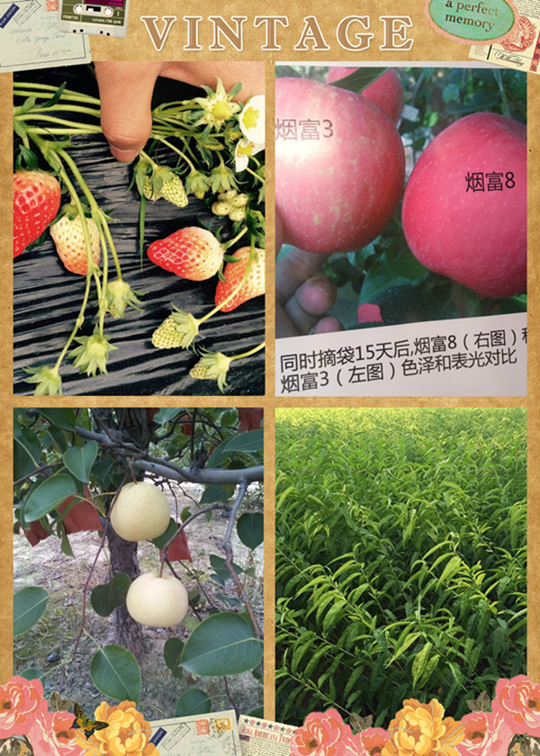保山油蟠5幾月份成熟