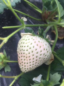 皇冠一號草莓苗大棚種植時(shí)間草莓苗0.3元每顆