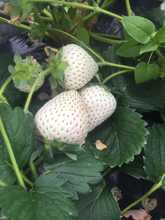日本白草莓苗元旦上市穴盘草莓苗图片