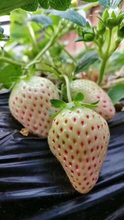 日本白草莓苗元旦上市穴盘草莓苗图片