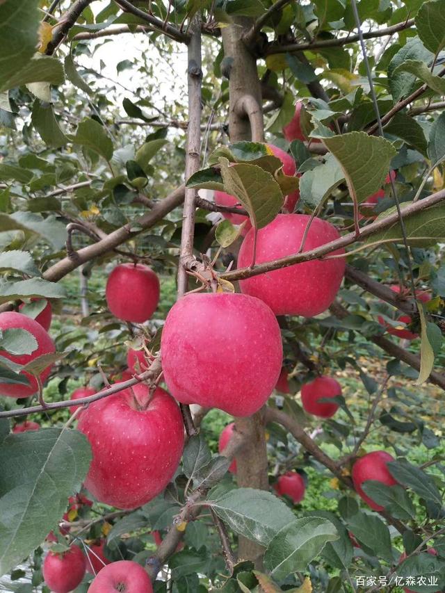 盆栽苹果苗品种介绍