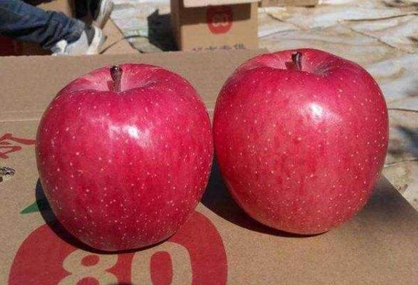 1米高红肉苹果苗成活率高