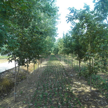 好景园林供应米径8~18公分的北美枫香树