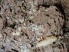 琼海房屋白蚁防治质量可靠