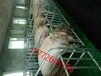江西赣州热镀锌母猪产床猪产床限位栏猪产床定位栏