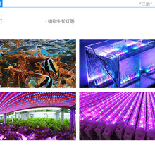 定制蓝色LED_各种蓝光LED型号_水族灯、植物生长灯等图片