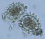 河南弘霖教学仪器有限公司25.476.2mm生物切片厂家