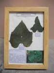 河南弘霖标本厂家直销植物病理标本，园林植物病理标本