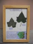 河南弘霖标本厂家直销实木精装园林植物病理标本
