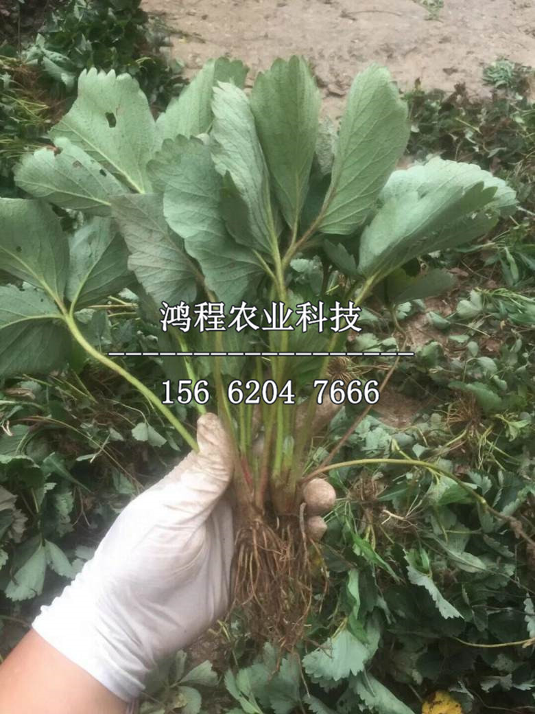 京郊小白草莓苗价格及多少钱