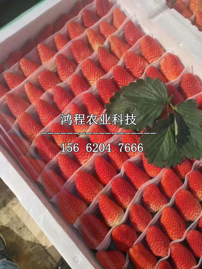 三葉一心草莓苗、三葉一心草莓苗批發(fā)