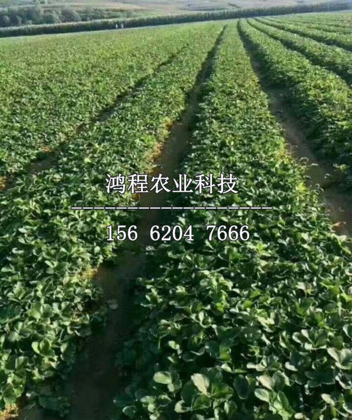 杜克拉草莓苗