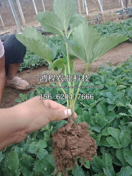 京桃香草莓苗多少钱一株