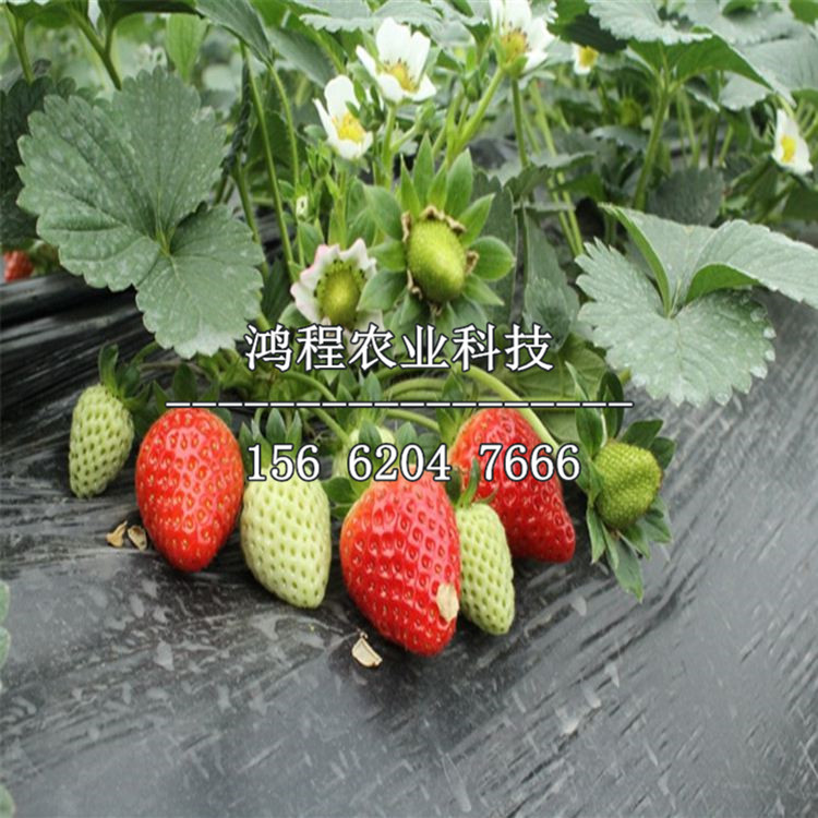 春雪草莓苗價格、春雪草莓苗多少錢一株