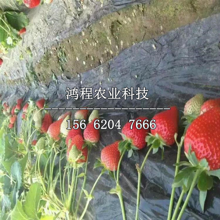 陸地草莓苗新品種