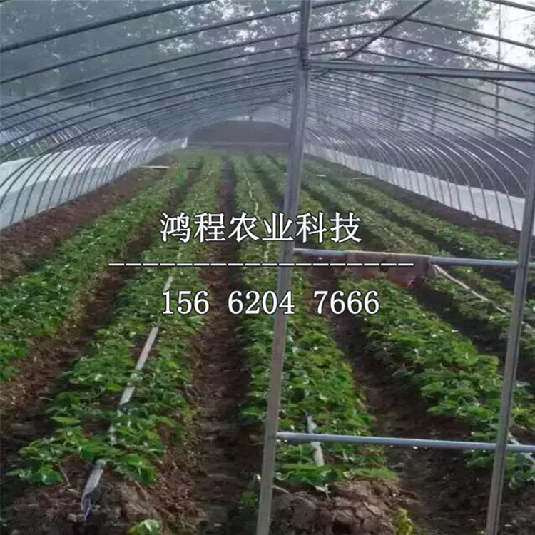 長虹一號草莓苗、長虹一號草莓苗多少錢一株